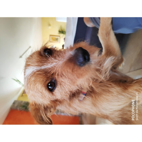 Mr.Pet spletna trgovina