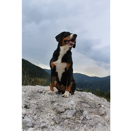 Mr.Pet spletna trgovina