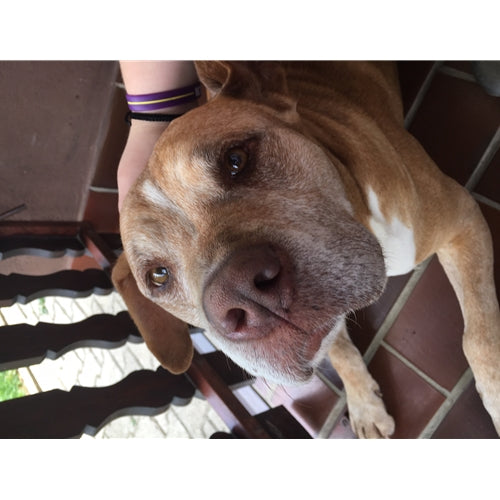 Spletna trgovina Mr.Pet