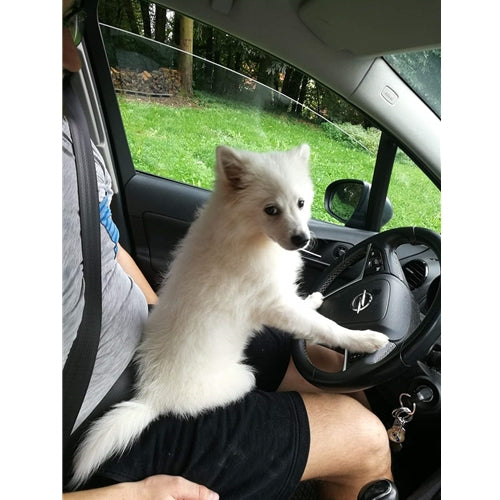 Mr.Pet spletna trgovina