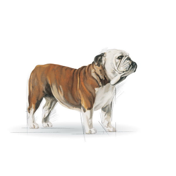 Royal Canin Bulldog Adult - 12 kg (3)