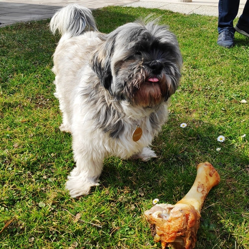 Mr.Pet spletna trgovina