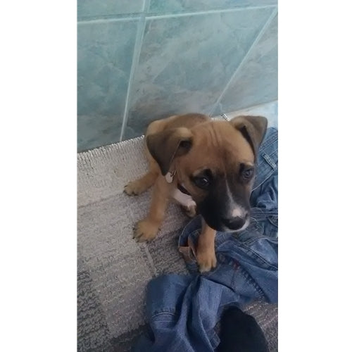 Mr.Pet spletna trgovina