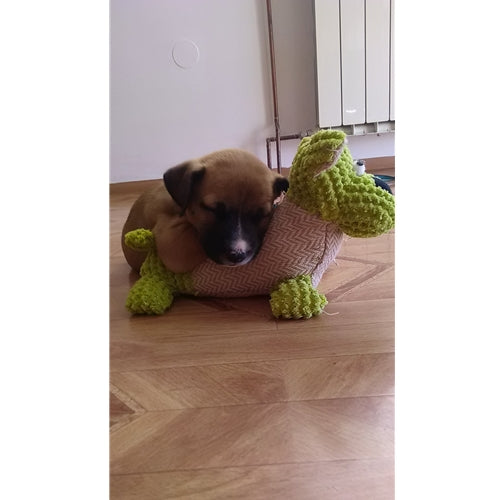 Mr.Pet spletna trgovina