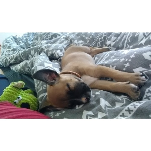 Mr.Pet spletna trgovina