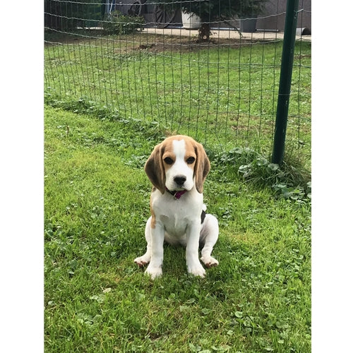 Mr.Pet spletna trgovina