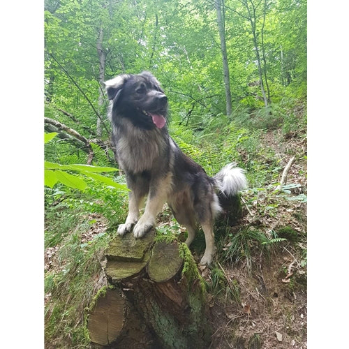 Mr.Pet spletna trgovina