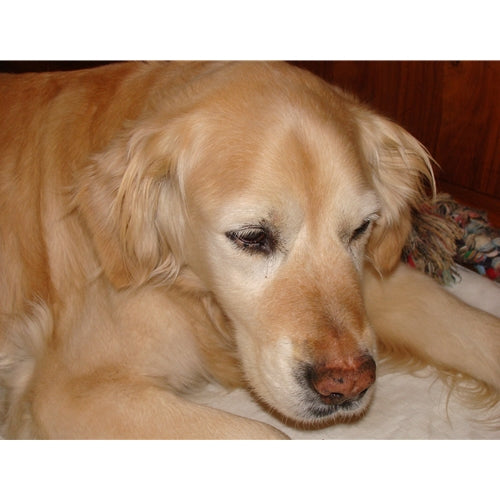 Spletna trgovina Mr.Pet