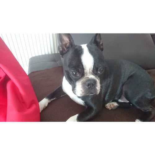 Mr.Pet spletna trgovina