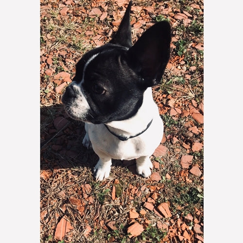 Mr.Pet spletna trgovina
