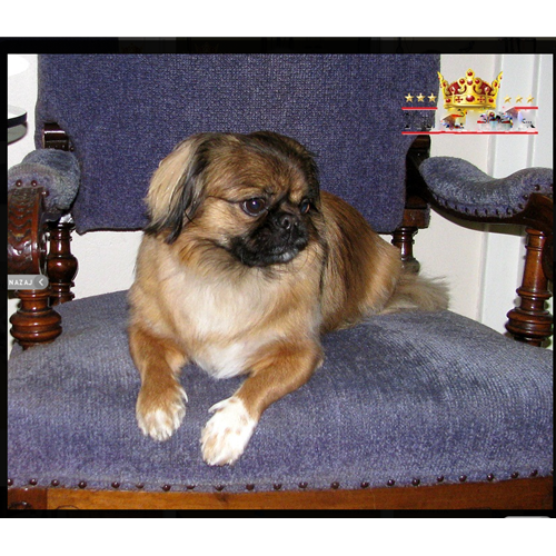Mr.Pet spletna trgovina