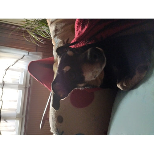 Mr.Pet spletna trgovina
