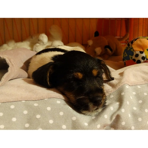 Mr.Pet spletna trgovina