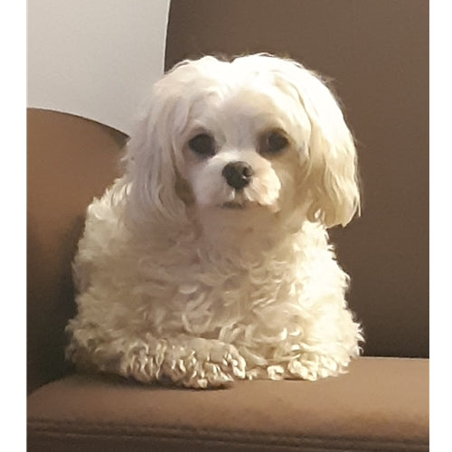 Mr.Pet spletna trgovina