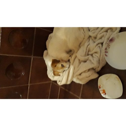 Mr.Pet spletna trgovina