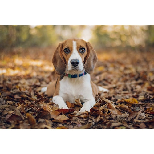 Mr.Pet spletna trgovina