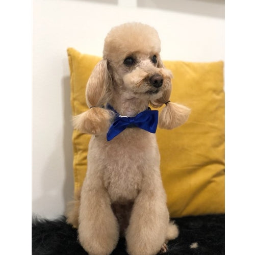Mr.Pet spletna trgovina