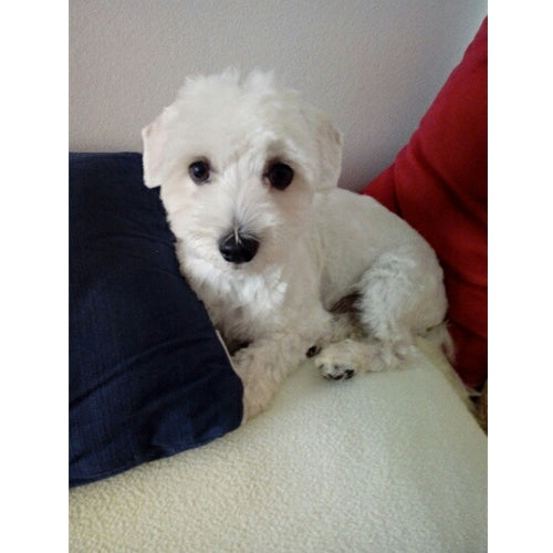 Mr.Pet spletna trgovina