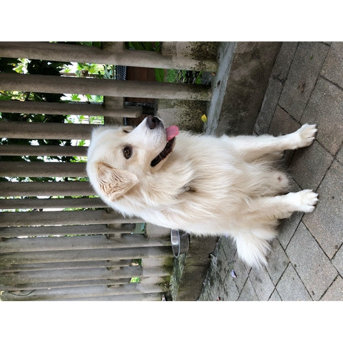 Mr.Pet spletna trgovina