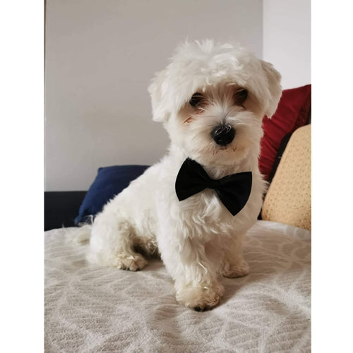 Mr.Pet spletna trgovina