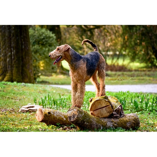 Mr.Pet spletna trgovina