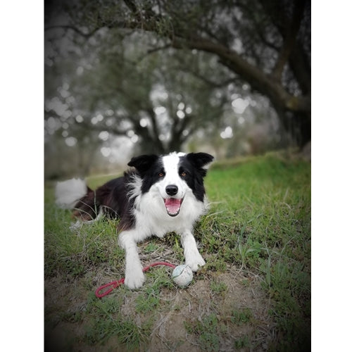 Mr.Pet spletna trgovina