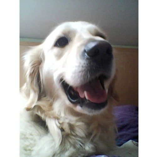 Mr.Pet spletna trgovina