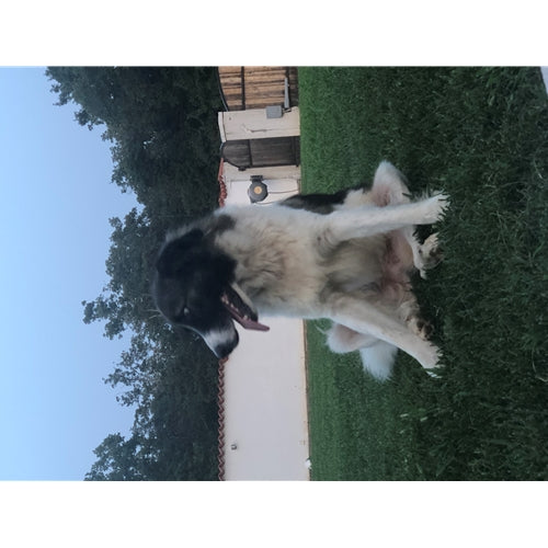 Mr.Pet spletna trgovina
