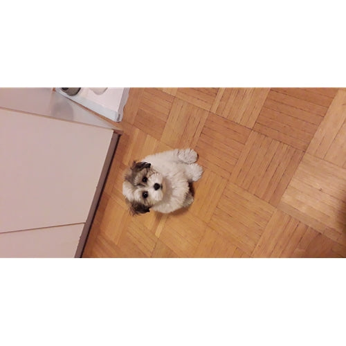 Mr.Pet spletna trgovina