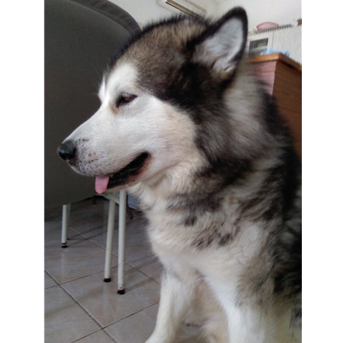 Mr.Pet spletna trgovina