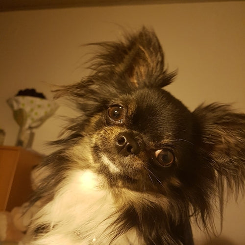 Mr.Pet spletna trgovina