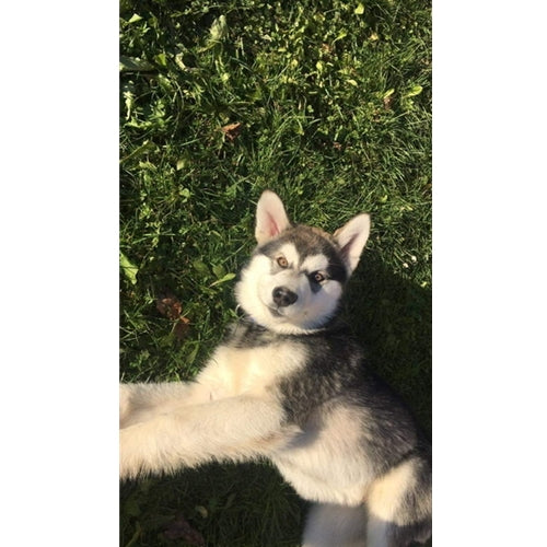 Mr.Pet spletna trgovina