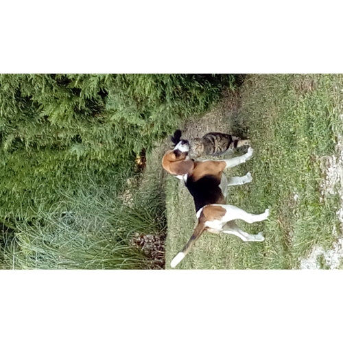Mr.Pet spletna trgovina