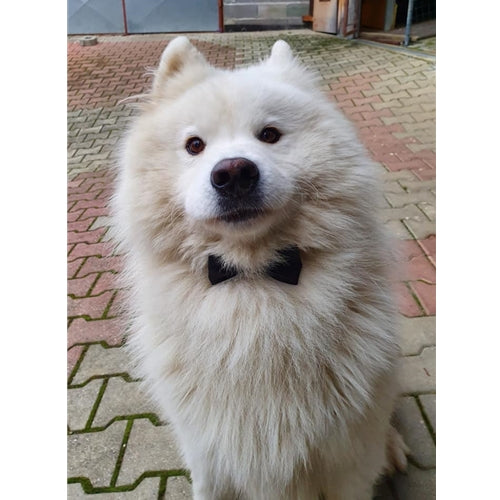 Mr.Pet spletna trgovina