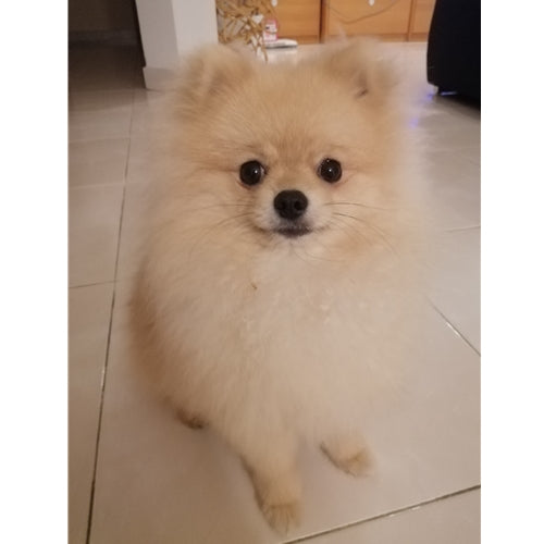 Mr.Pet spletna trgovina
