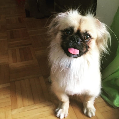 Mr.Pet spletna trgovina