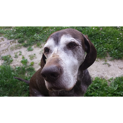 Mr.Pet spletna trgovina