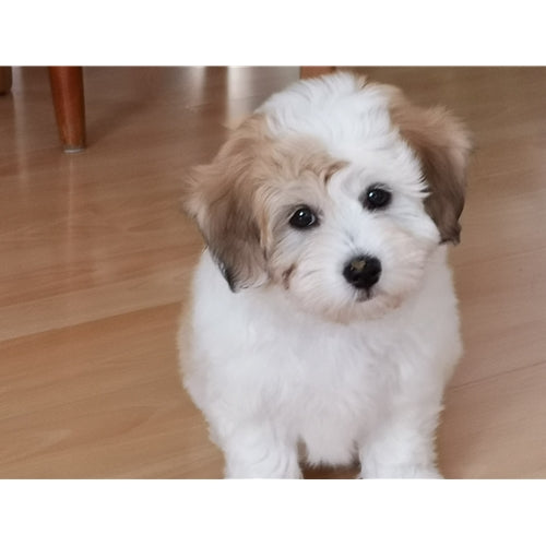 Mr.Pet spletna trgovina