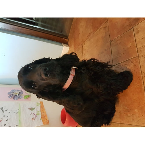 Mr.Pet spletna trgovina