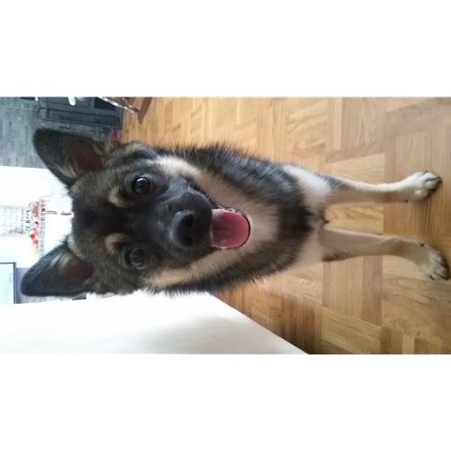 Mr.Pet spletna trgovina