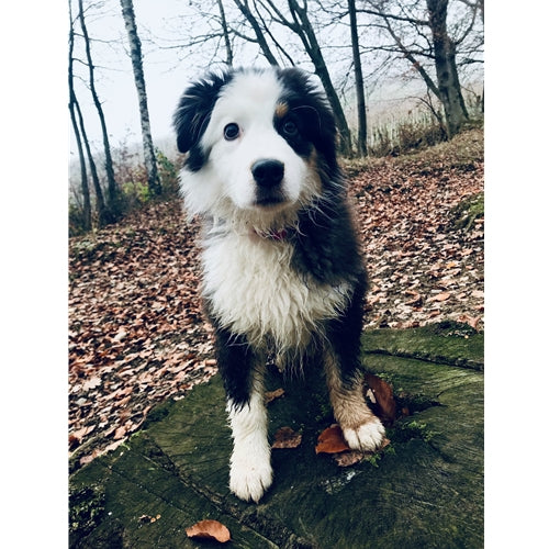 Mr.Pet spletna trgovina