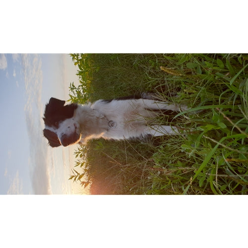 Mr.Pet spletna trgovina