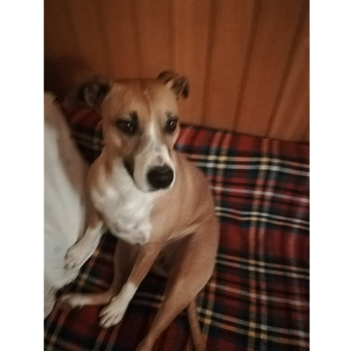 Mr.Pet spletna trgovina