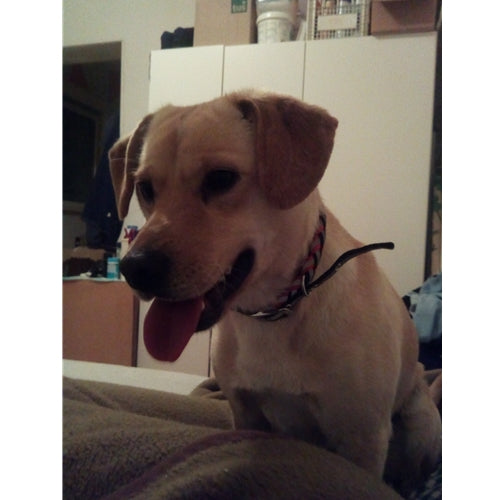 Mr.Pet spletna trgovina