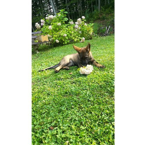 Mr.Pet spletna trgovina