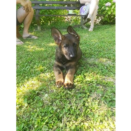 Mr.Pet spletna trgovina