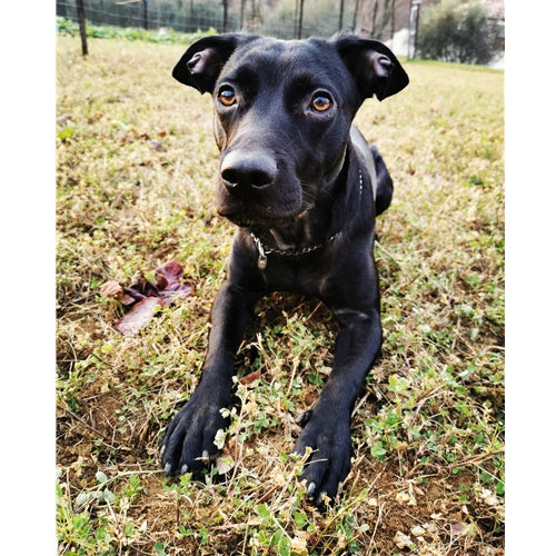 Mr.Pet spletna trgovina
