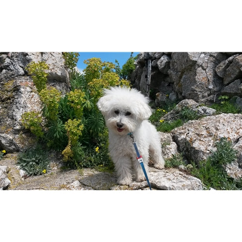Mr.Pet spletna trgovina