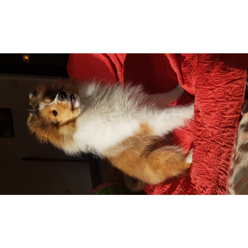 Mr.Pet spletna trgovina