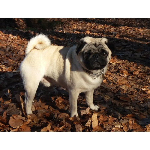 Mr.Pet spletna trgovina